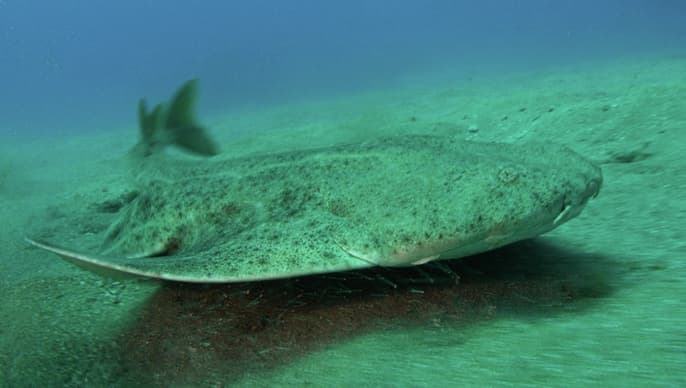 Angel shark