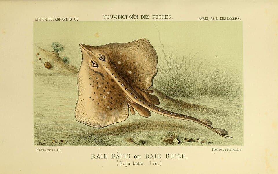Blue skate