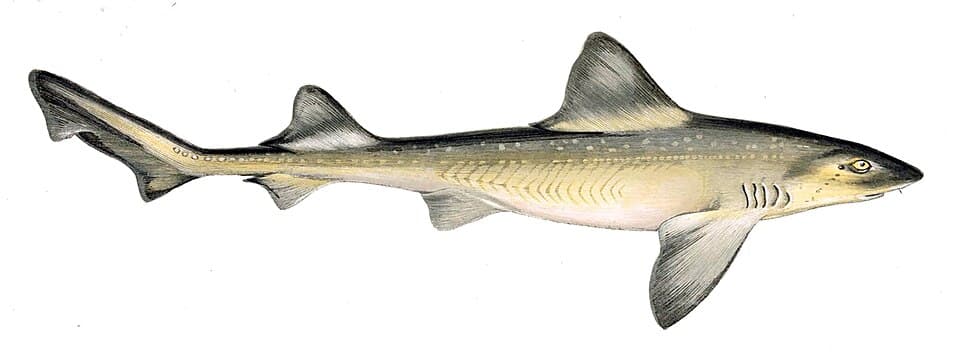 Common smoothhound