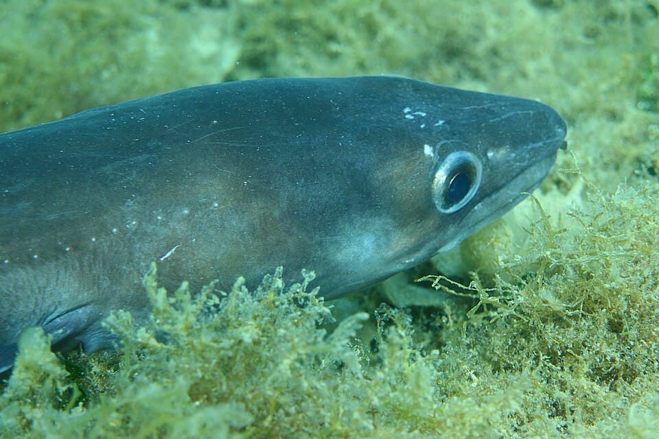 Conger eel