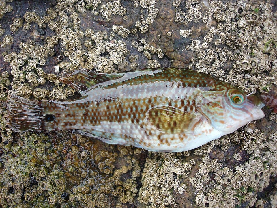 Corkwing wrasse