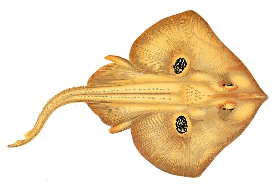 Cuckoo ray
