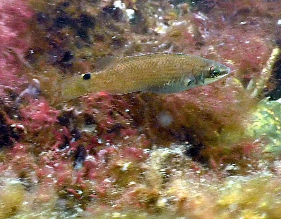 Goldsinny wrasse