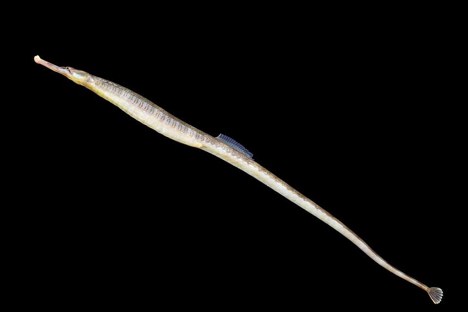 Greater pipefish