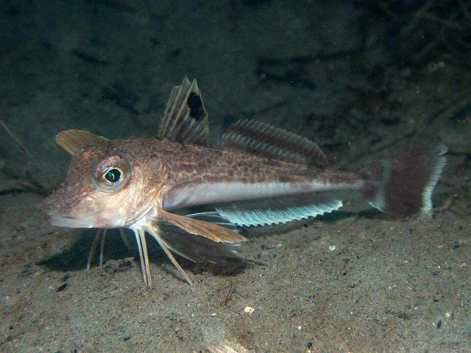 Grey gurnard