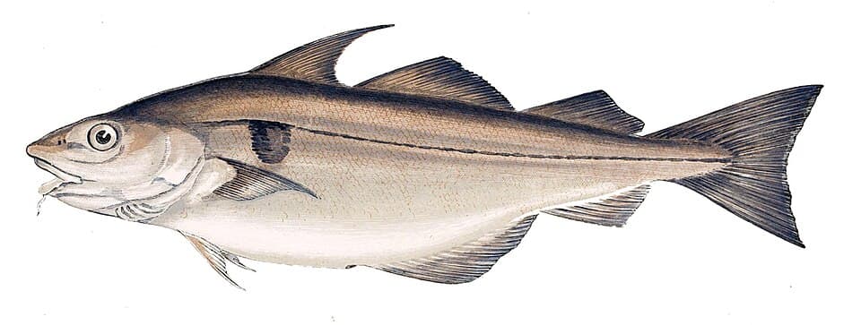 Haddock