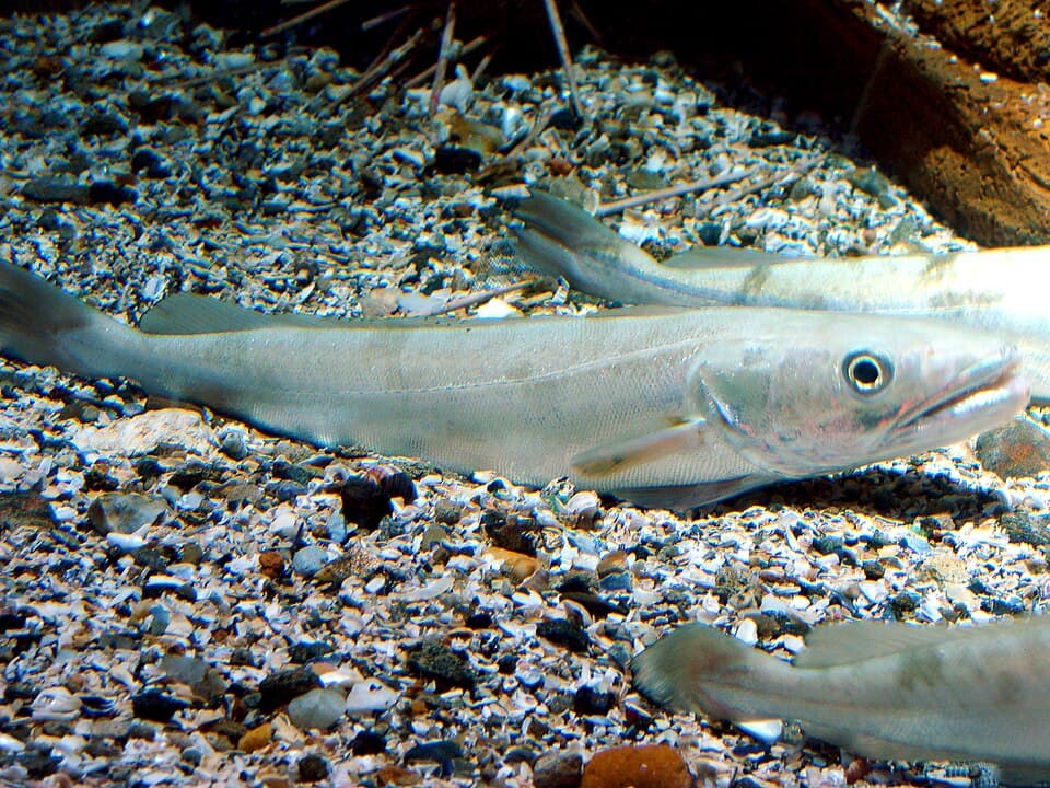 Hake