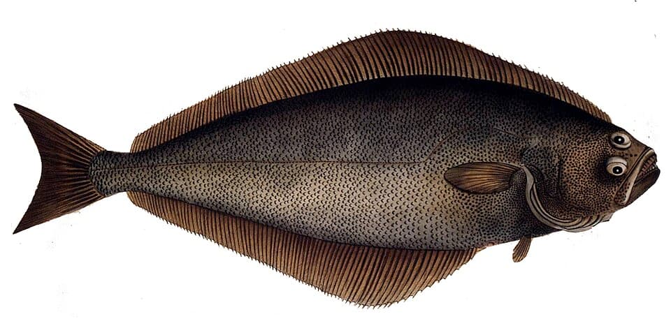 Halibut