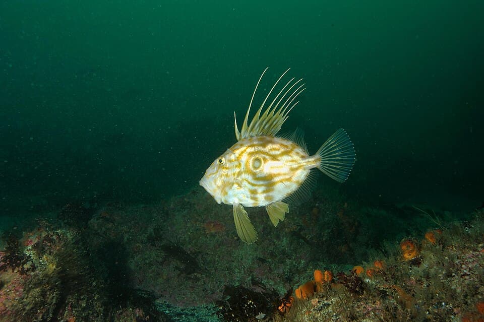 John Dory