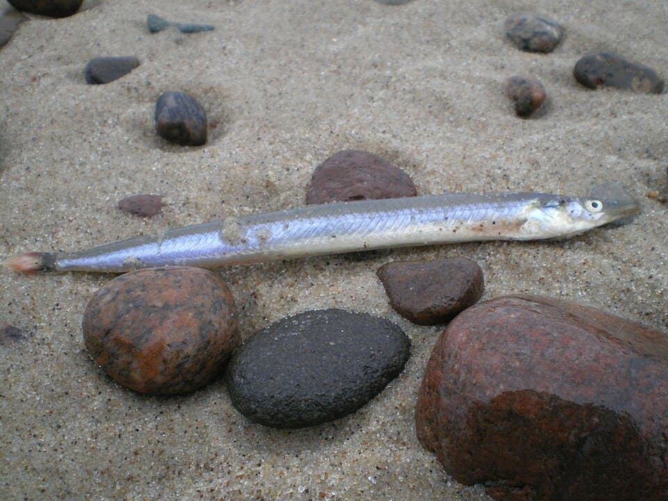 Lesser sandeel