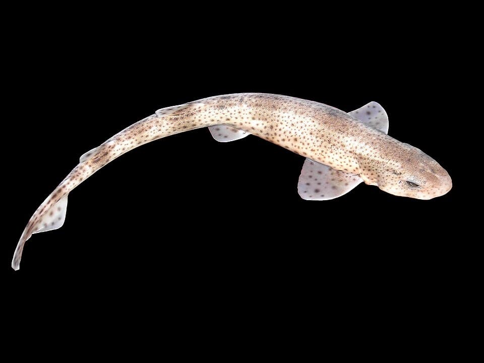 Lesser spotted dogfish