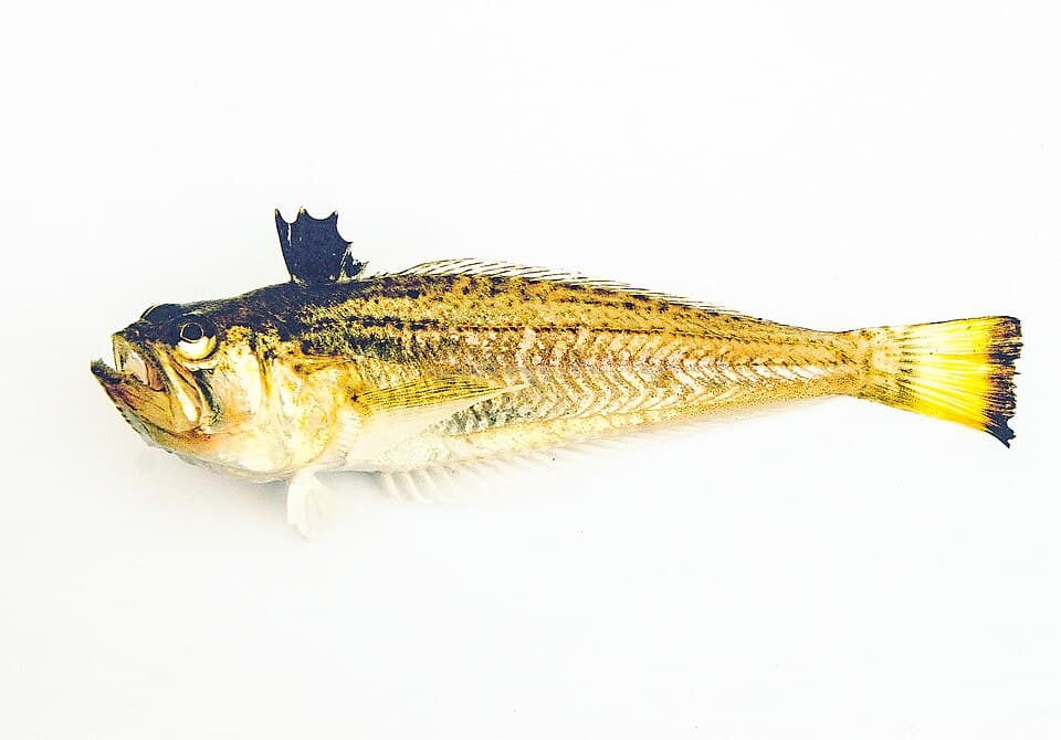 Lesser weever