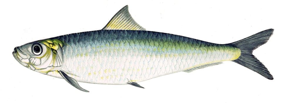 Pilchard