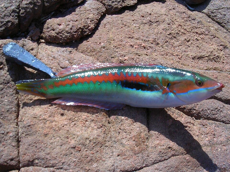Rainbow wrasse