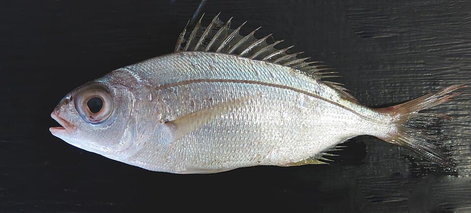 Red sea bream