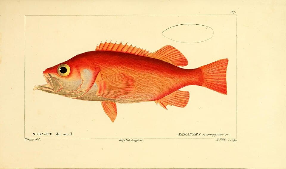 Redfish