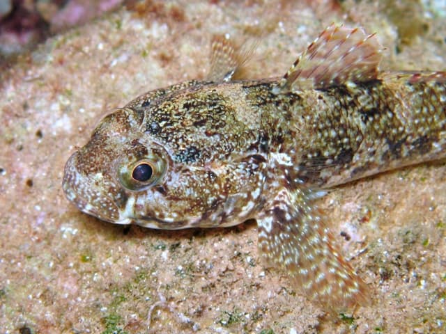 Rock goby