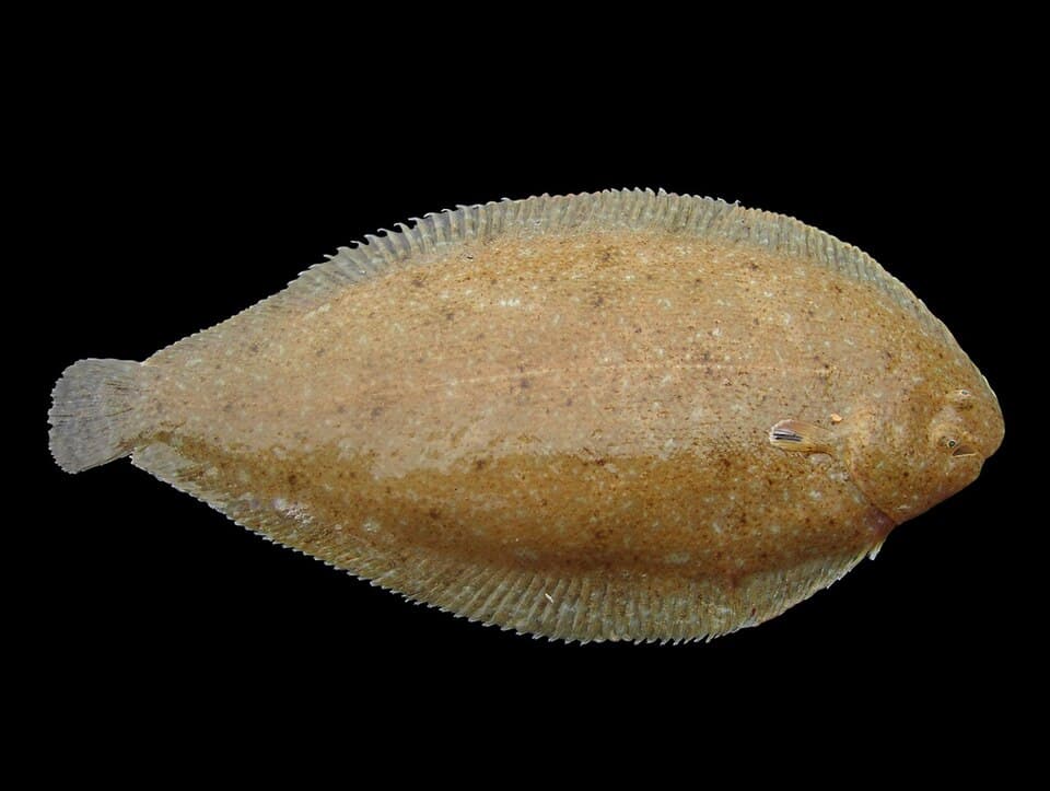 Sand sole