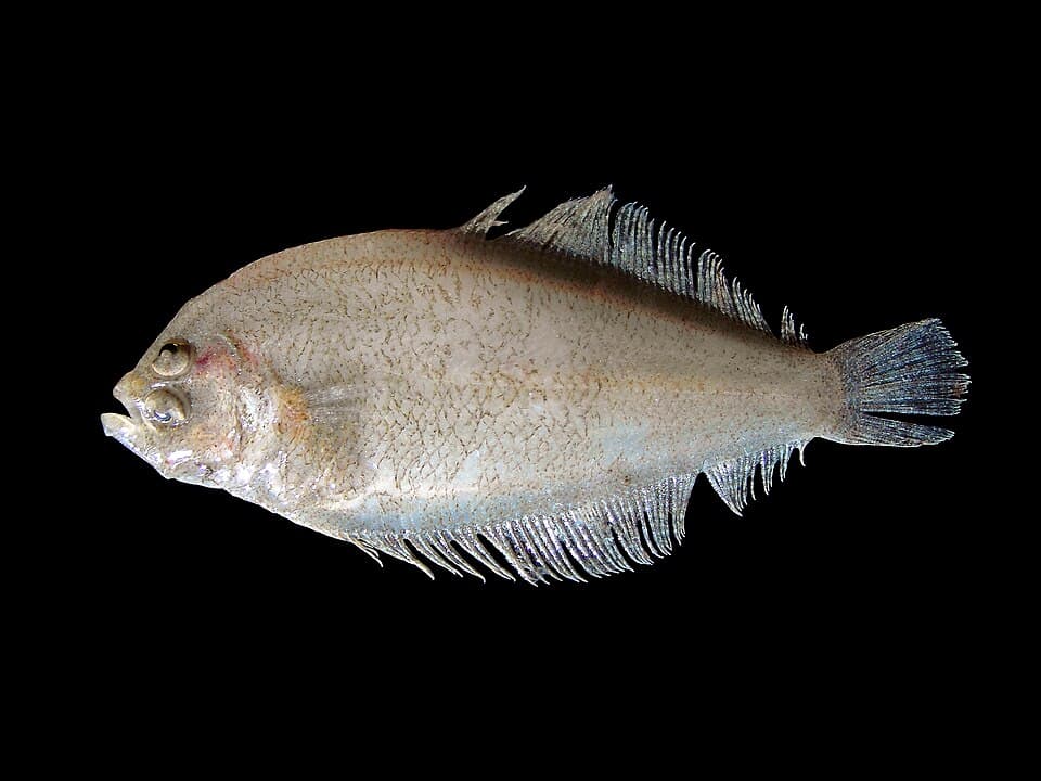 Scaldfish