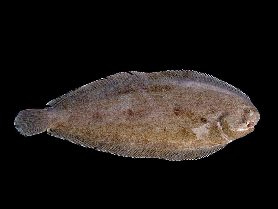 Dover sole