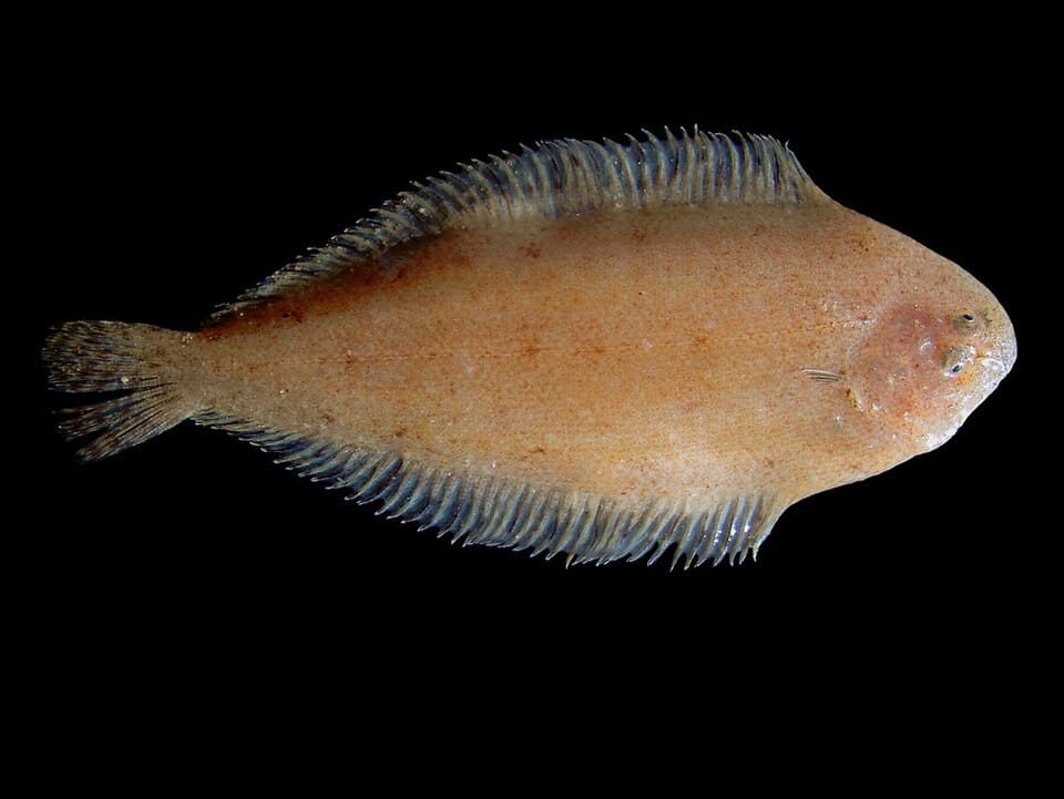Solenette