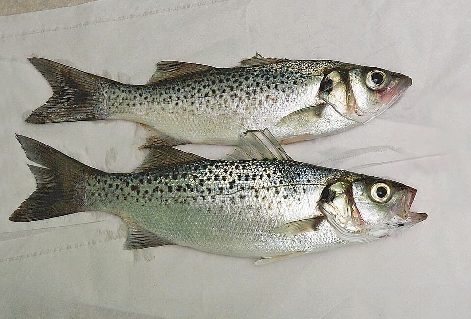 Spotted bass