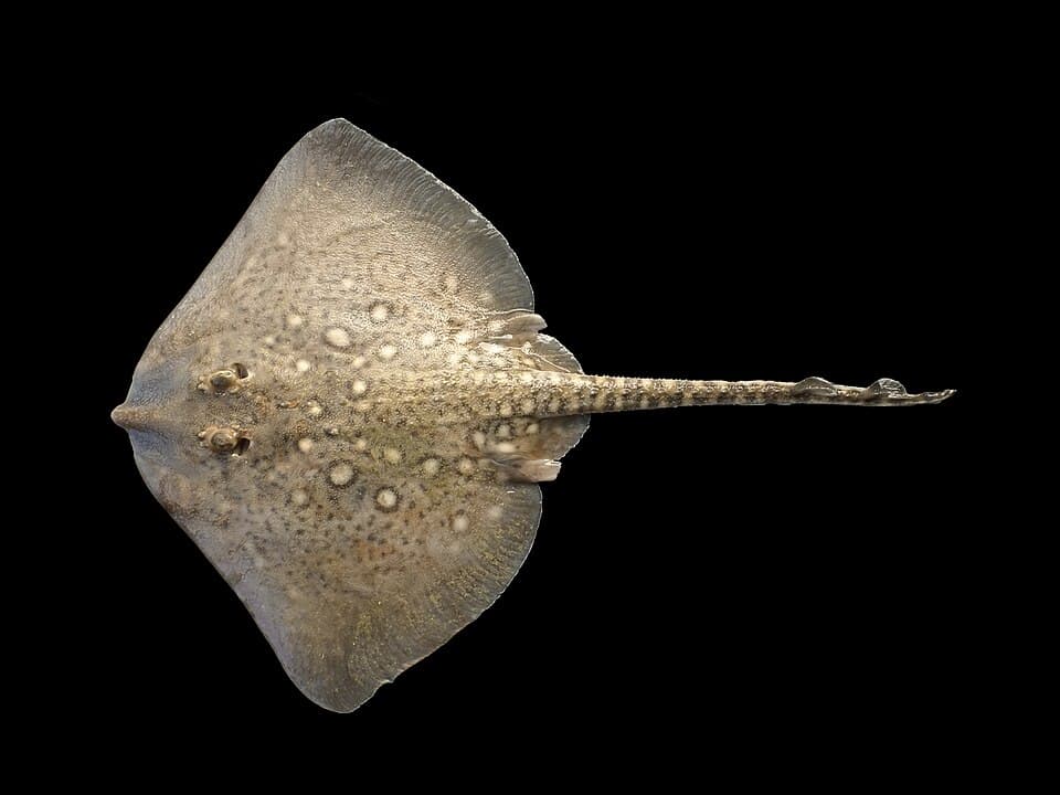 Thornback ray