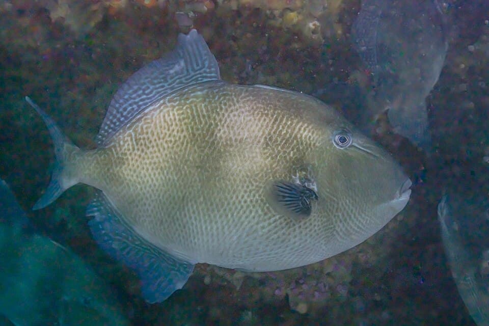 Triggerfish