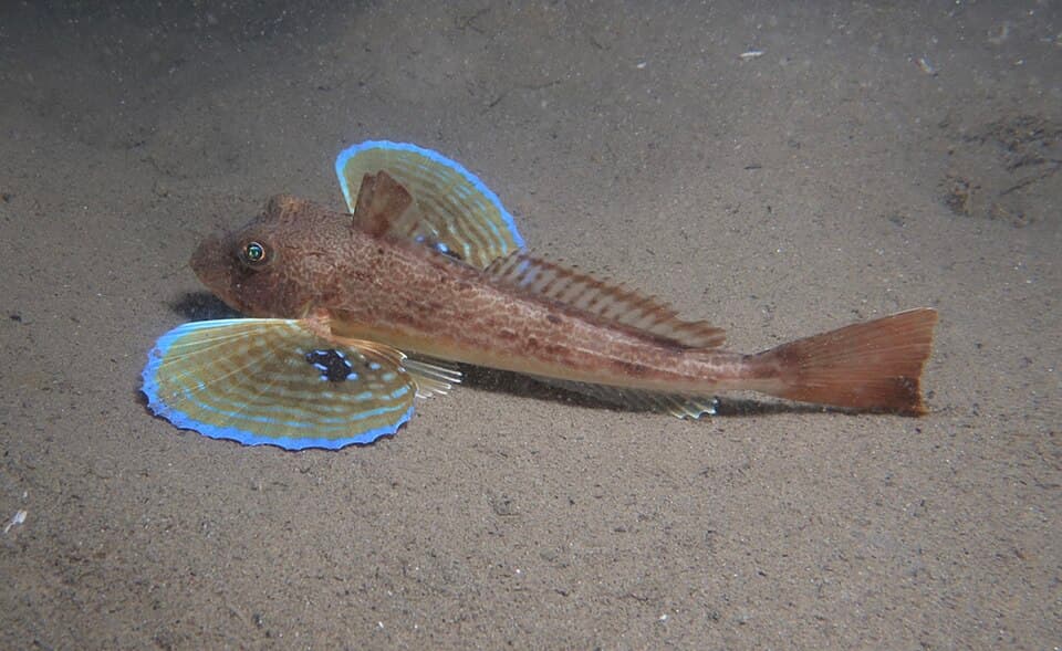 Tub gurnard