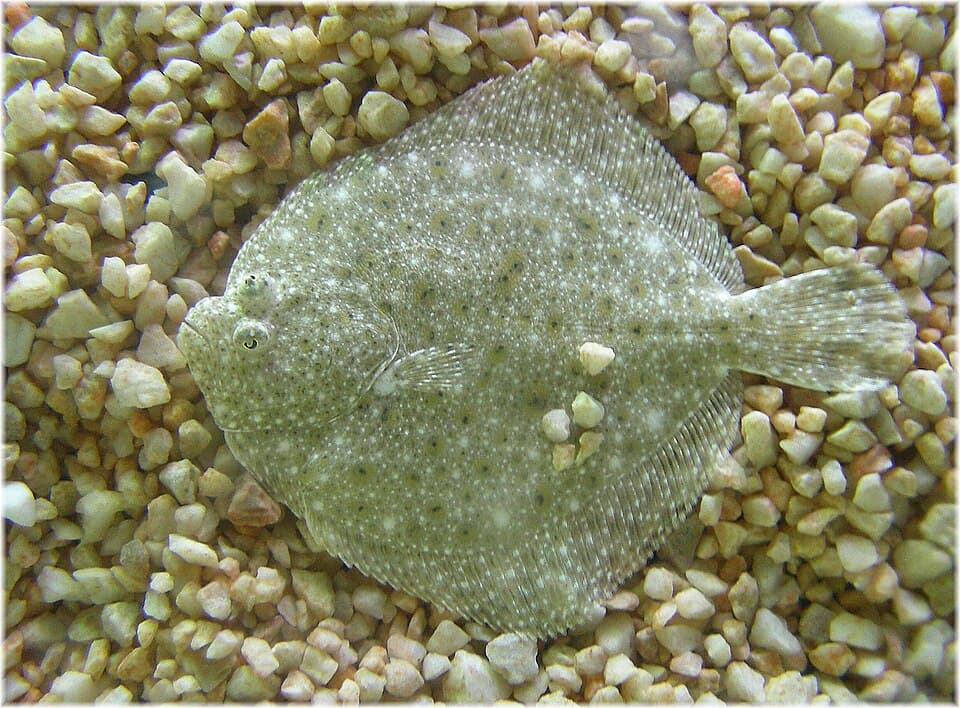 Turbot