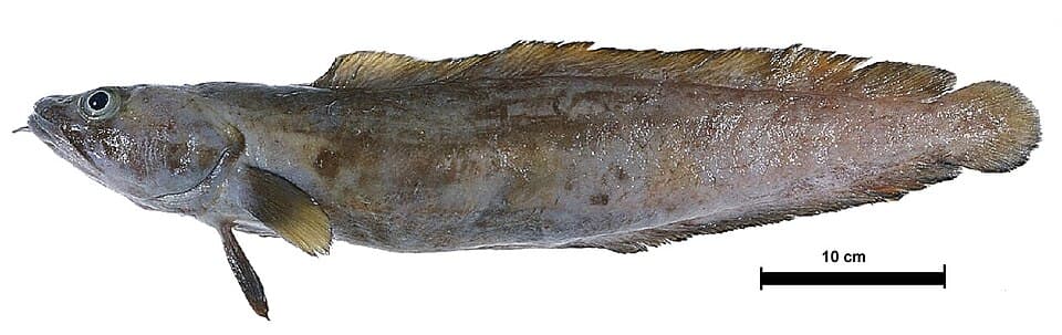 Tusk
