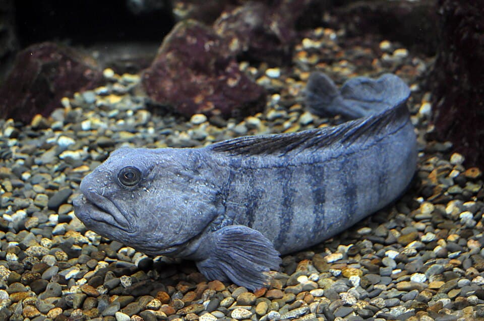 Wolf fish