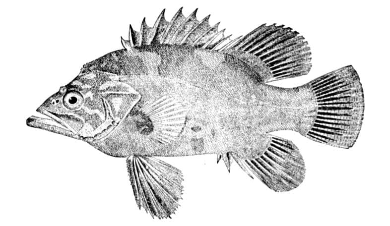 Wreckfish