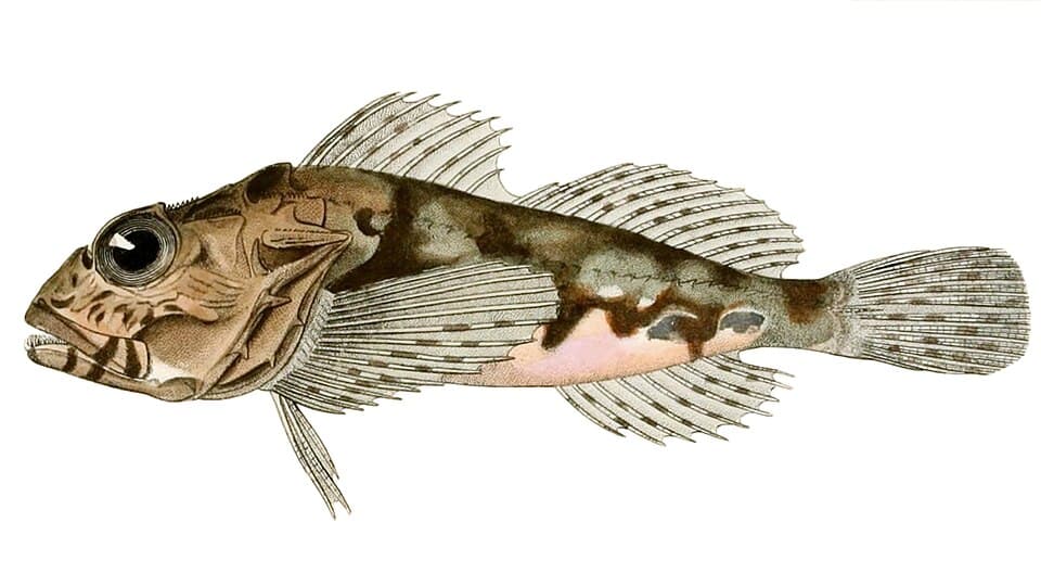Long-spined sea scorpion