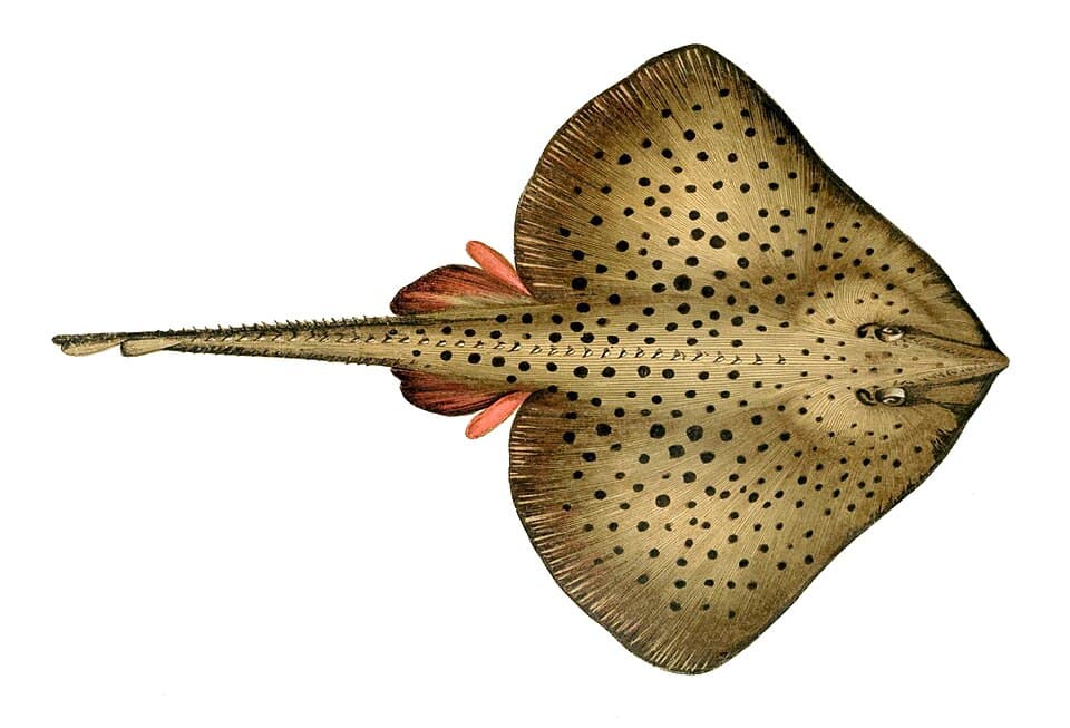 Spotted ray